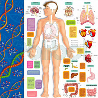 Cartulina Entretenida del cuerpo humano