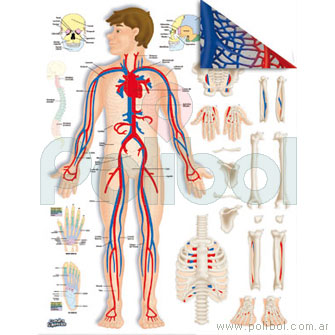 Cartulina Entretenida del cuerpo humano